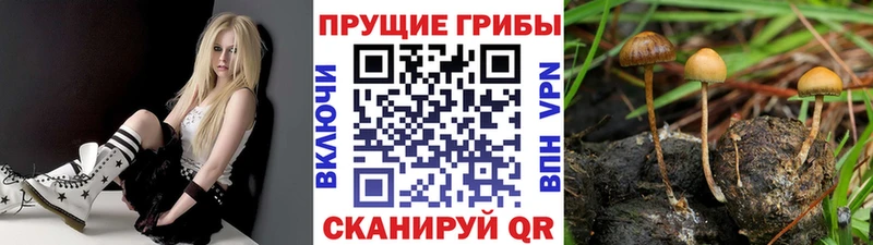 купить   Кодинск  Псилоцибиновые грибы MAGIC MUSHROOMS 